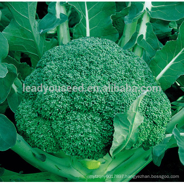 BR02 LJ no.2 75 days medium maturity chinese hybrid broccoli seeds f1